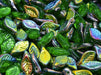Bay Leaf Beads 6x12 mm, Chrysolite Vitrail, Czech Glass