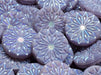 Origami Flower Beads 18 mm, Silk Purple Full AB Matte, Czech Glass